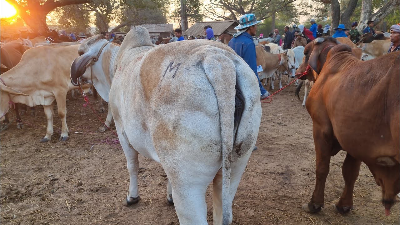 EP.2180 ตลาดนัดโคกระบือ วัน เสาร์ 31 ม.ค. 2569 #เดินดูวัวงาม #ราคาวัว | chợ gia súc | livestock