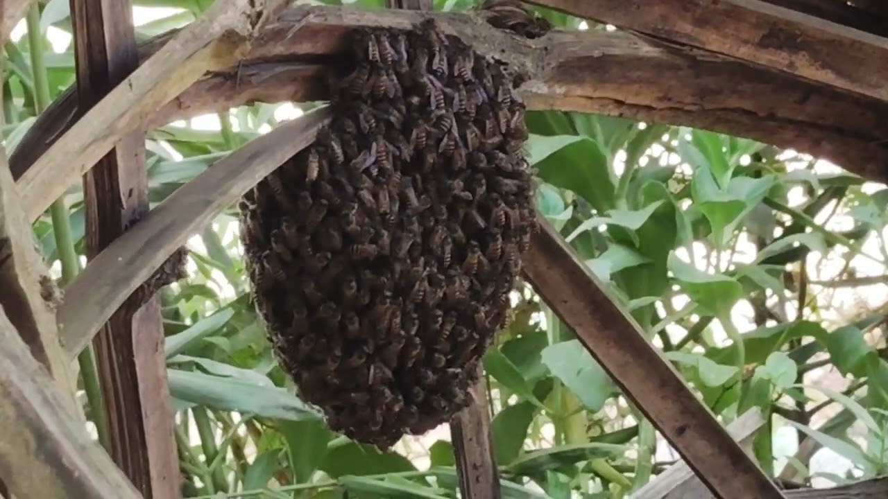 Tổ Ong Ruồi Trong Vườn