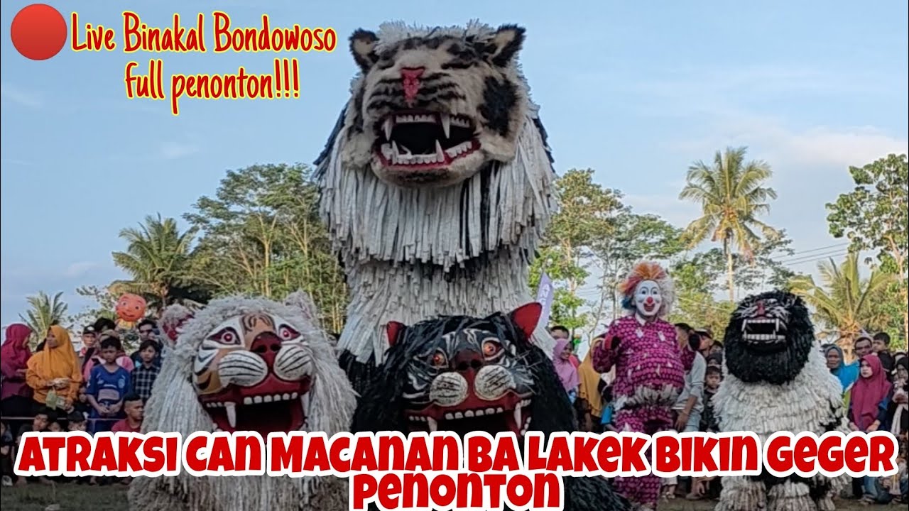 SERU DAN MANTAP ‼️ ATRAKSI CAN MACANAN BA LAKEK BIKIN GEGER PENONTON || FUL PENONTON