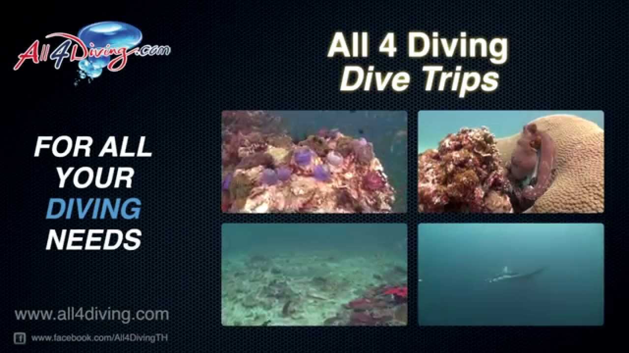 Dive into Adventure: Learn to Scuba Dive in Phuket with All 4 Diving