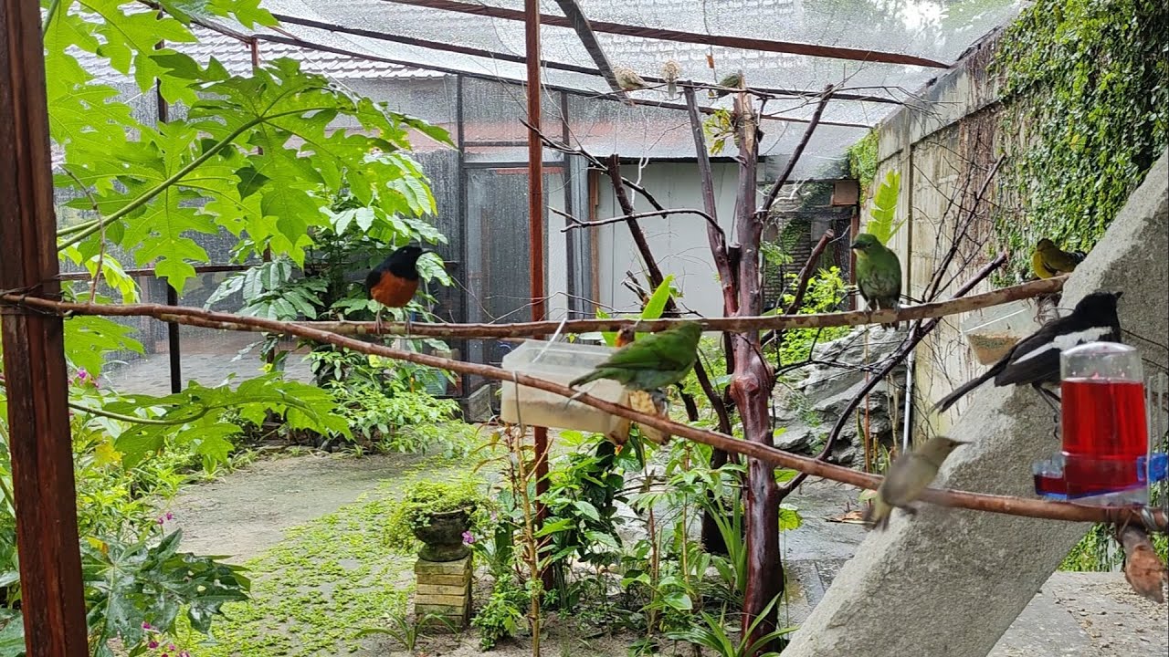 Relaxing Rain Sounds and Birds Chirping in Mini Aviary 58