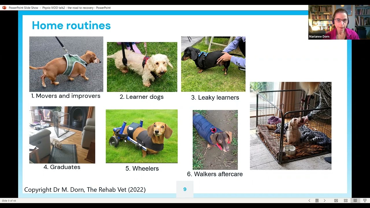 Canine Disc extrusion: the road to recovery