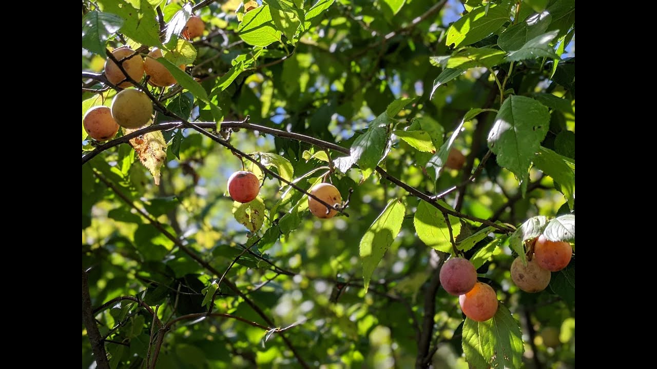 Midwest Foraging! Harvesting The Wild Plum + How to ID! 2020