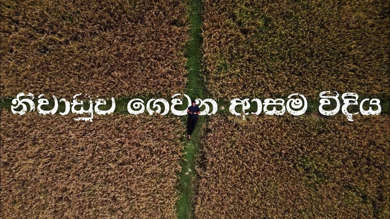 නිවාඩුව ගෙවන ආසම විදිය | One of my best place to be in The Best Paddy Field in Sri Lanka. Part 01