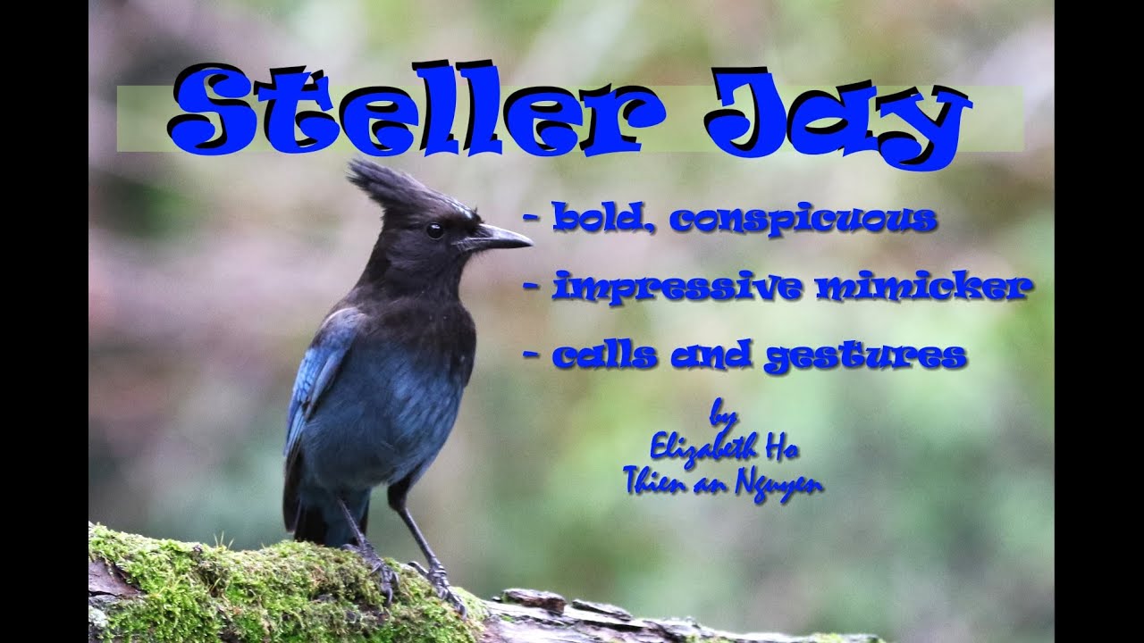 Steller Jay: Conspicuous, Fake Bald Eagle, Cache and Retrieve food, and Gestures (Birding25A)
