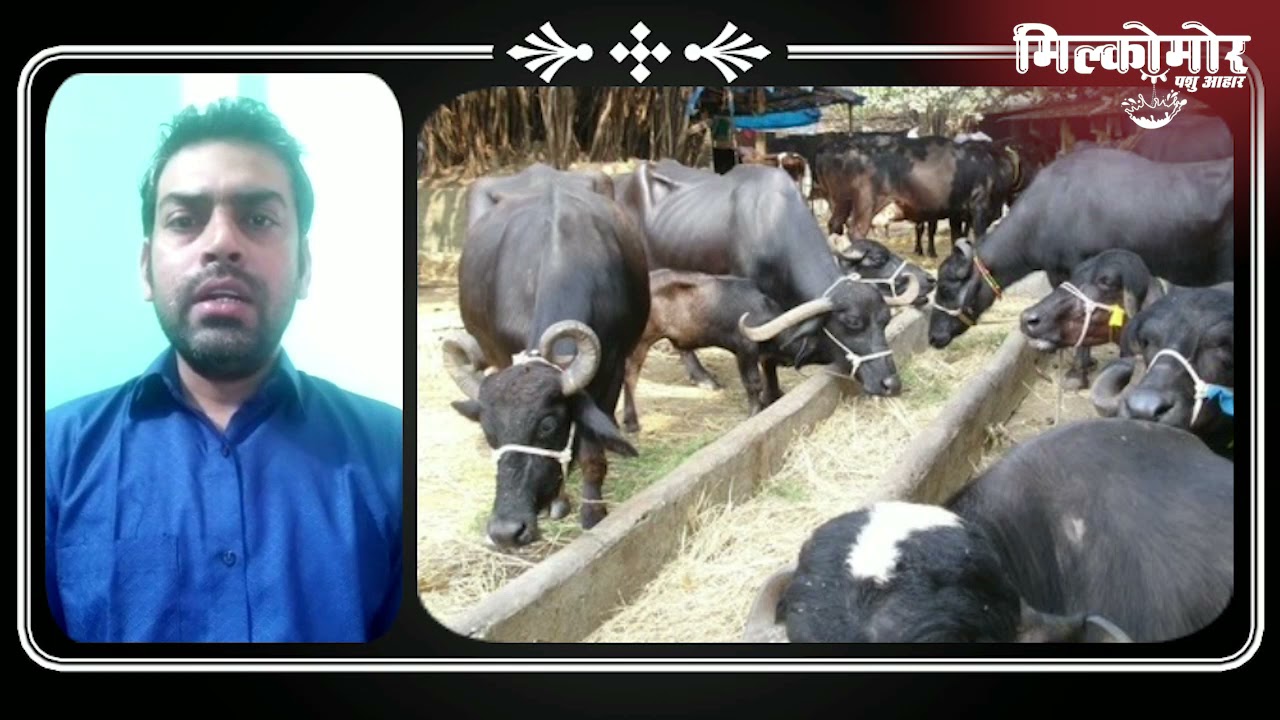 How much straw, fodder and green fodder should be given to dairy animals - Dr. Manish