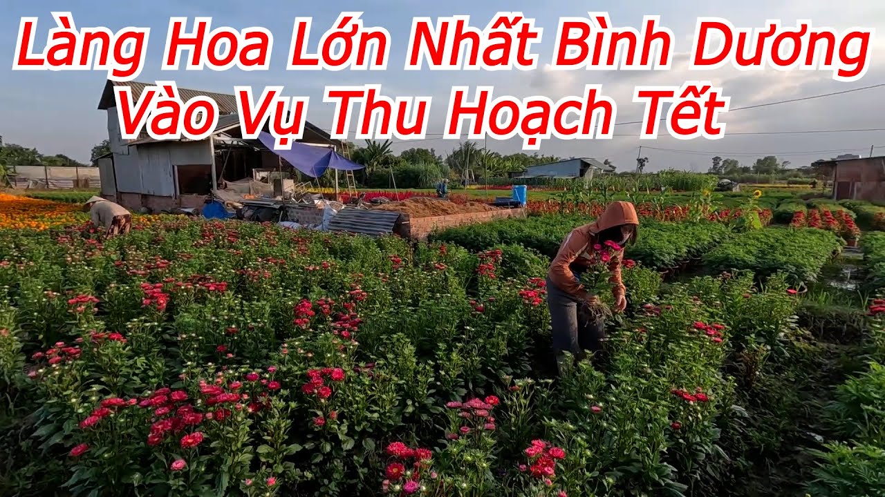 Quang Trip - Làng Hoa Tân Ba Lớn Nhất Bình Dương Vào Vụ Thu Hoạch Tết