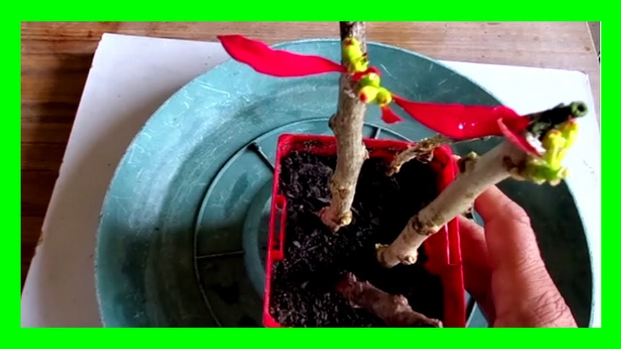 How To Grow Poinsettia From Cuttings | Easy Poinsettia Propagation