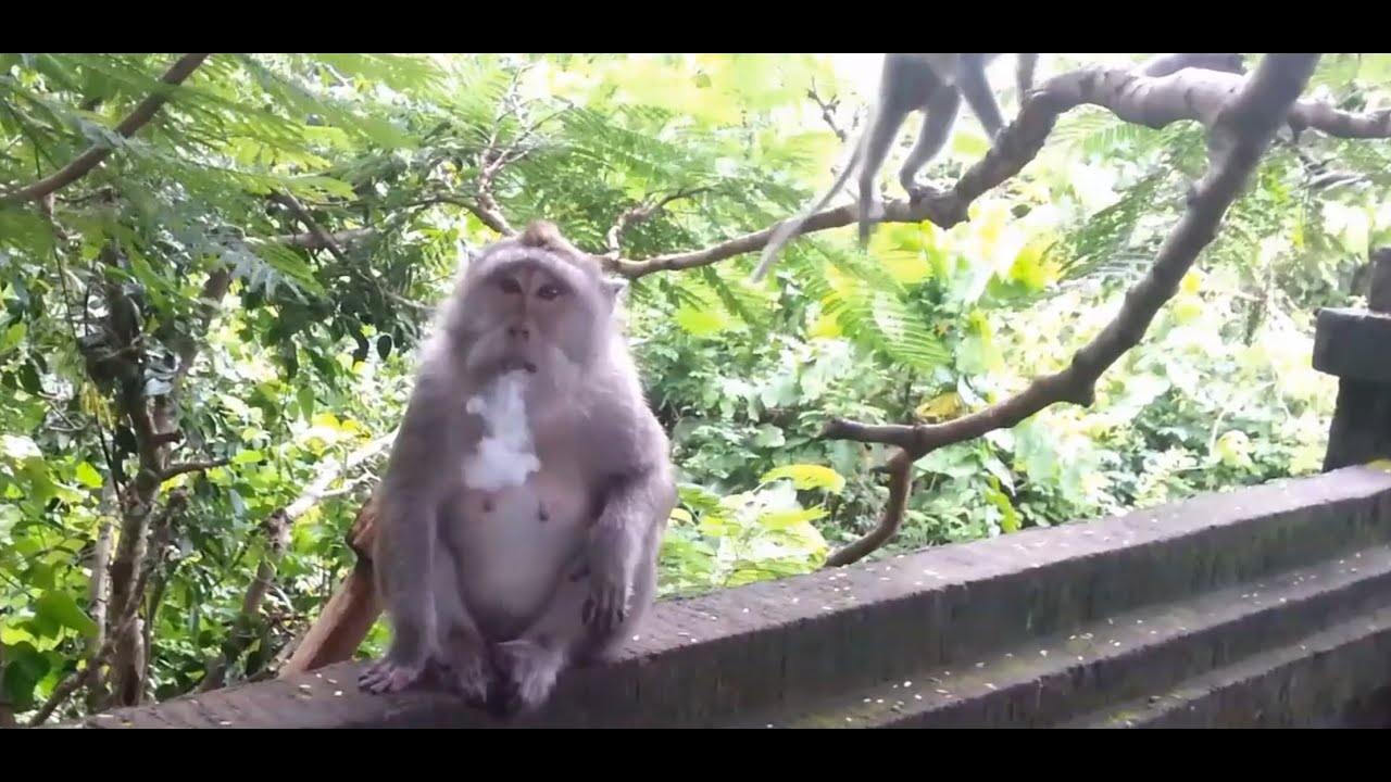 A Smoking Monkey in Bali, Padang-Padang Beach Uluwatu