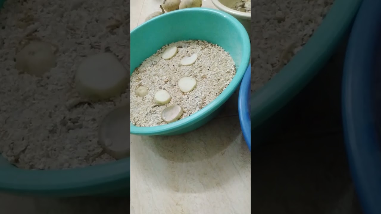 نصيحة مهمة لمن اراد تربية ديدان خنافس الرومل