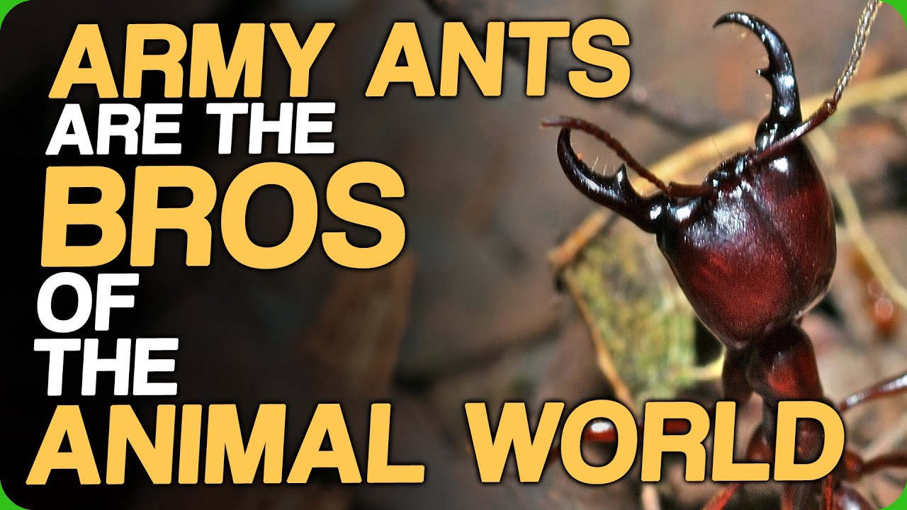 Army Ants Are The Bros Of The Animal World (Being Attacked By Bats)