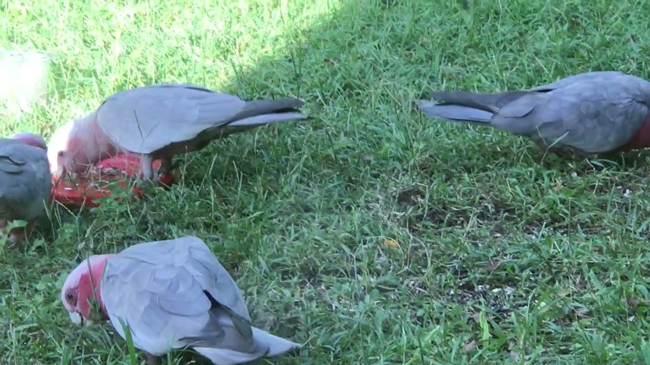 Crested pigeons and galahs eating food 餌を食べているカンムリバトとモモイロインコたち