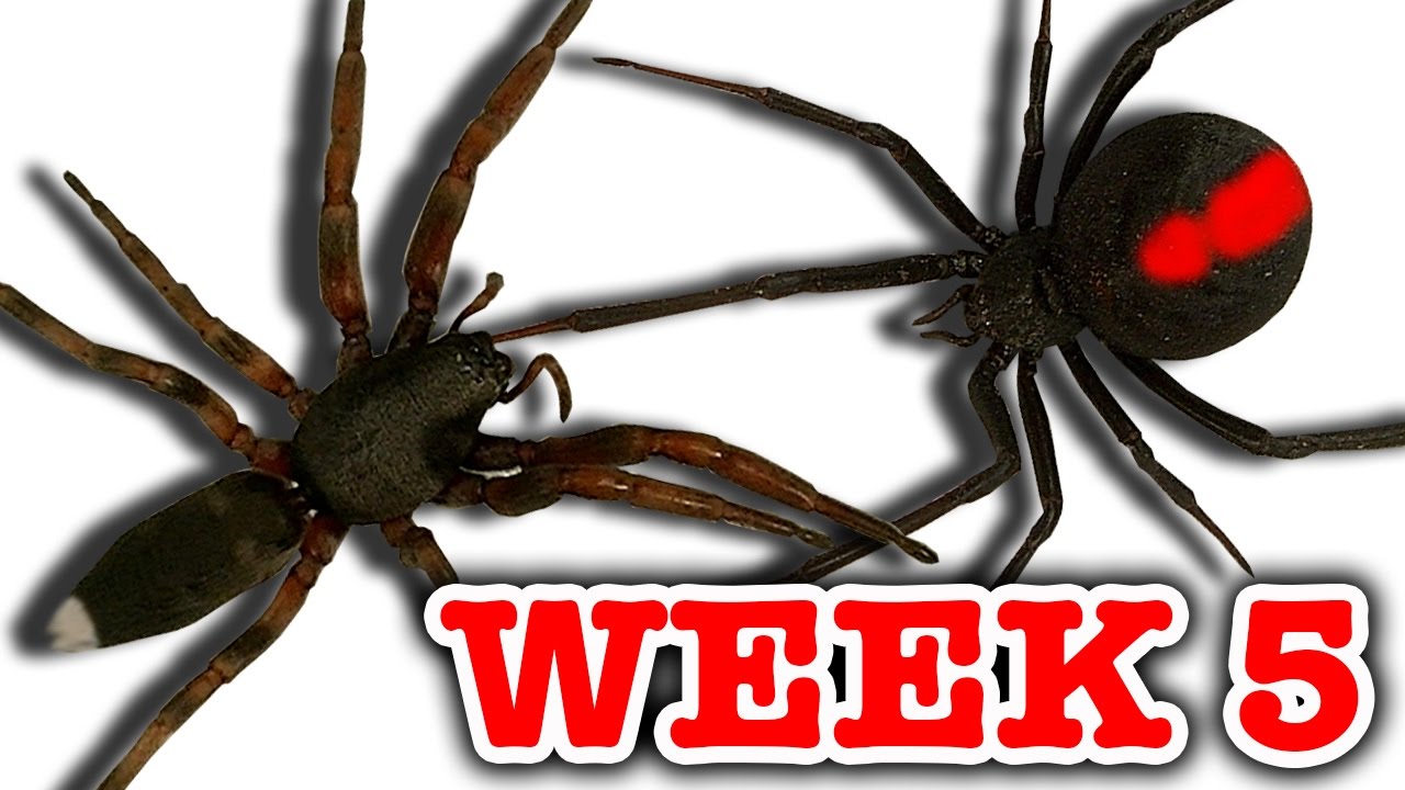 Redback Spider Vs White-Tailed Spider Pray For Gonzo Deadly Spiders Attack Week 5