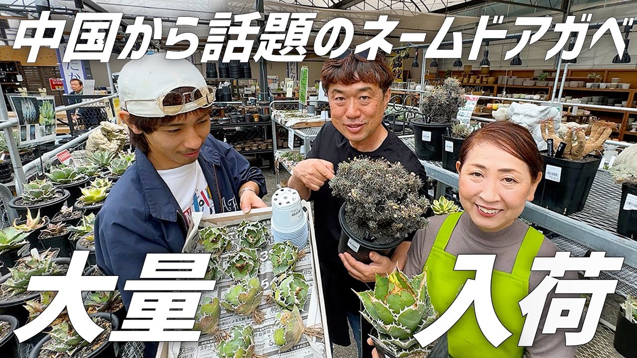 【アガベ】中国から人気のネームドアガベが大量入荷したのでご紹介します!!