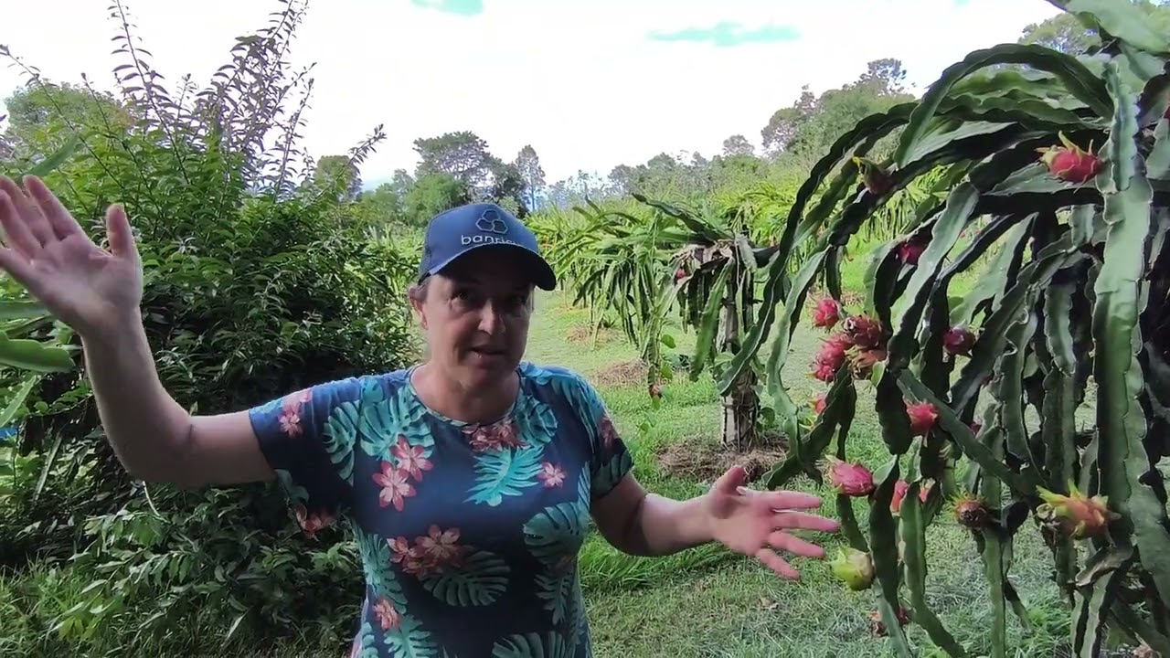 Cultivo de pitayas no município de Três Arroios RS 