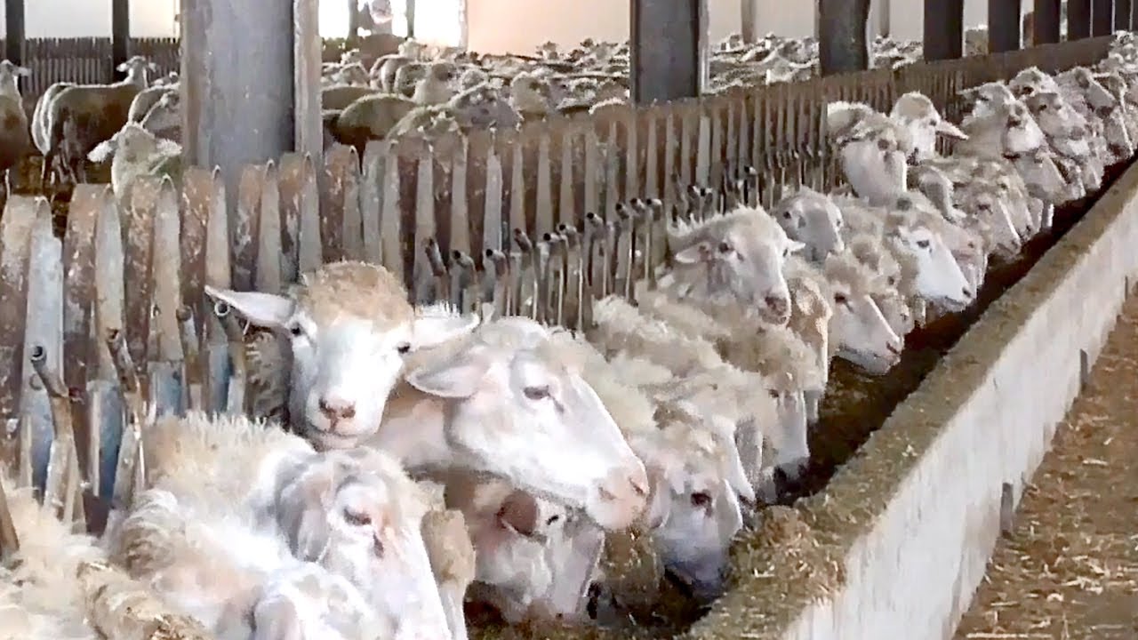 Alimentazione e gestione dei foraggi nell&rsquo;allevamento ovino - 2/6
