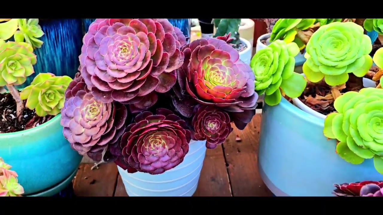 Rare Beautiful Aeoniums.