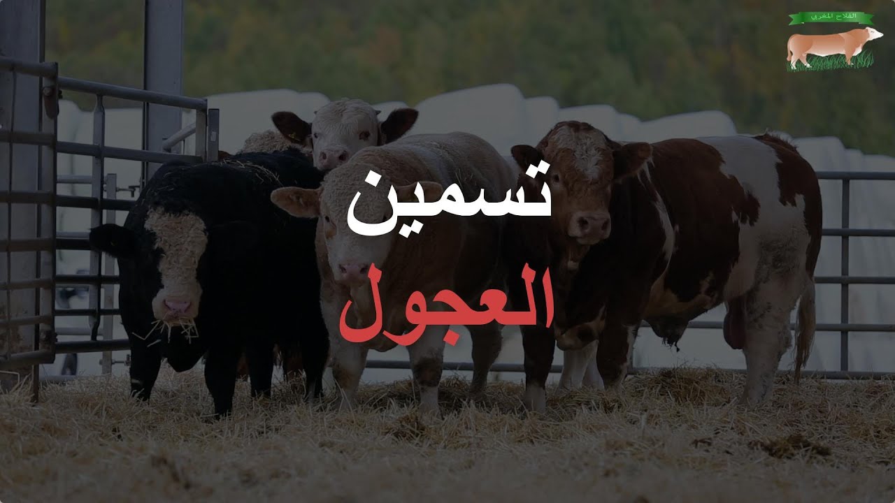 تسمين العجول