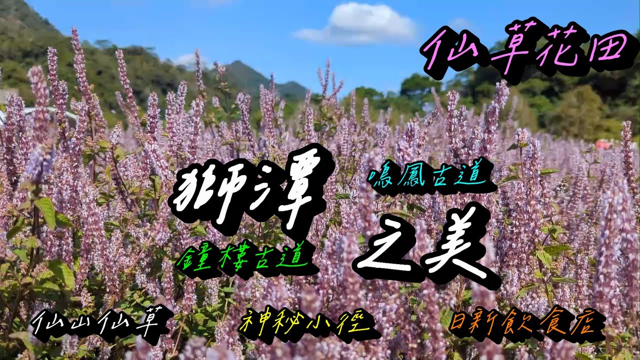 2025獅潭仙草花節美食景點輕旅行：仙草花田/鳴鳳古道/鐘樓古道/仙山仙草/神秘小徑/獅農小舖/新店老街/日新飲食店輕旅行(12月系列二)
