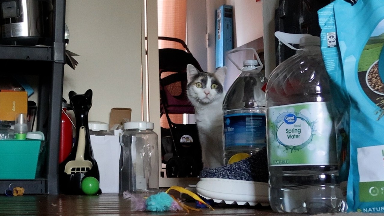 Cat wonders with a few meows