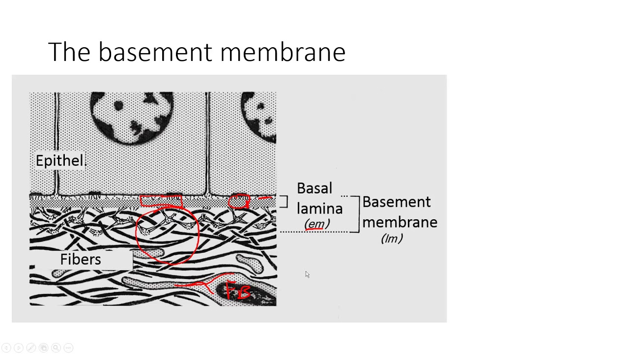 HSCI 4950- Histology Basement membrane