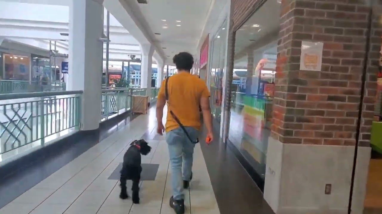 Behati, 8 Month Standard Schnauzer Before And After Video Off Leash K9 Training Dallas/Fort Worth