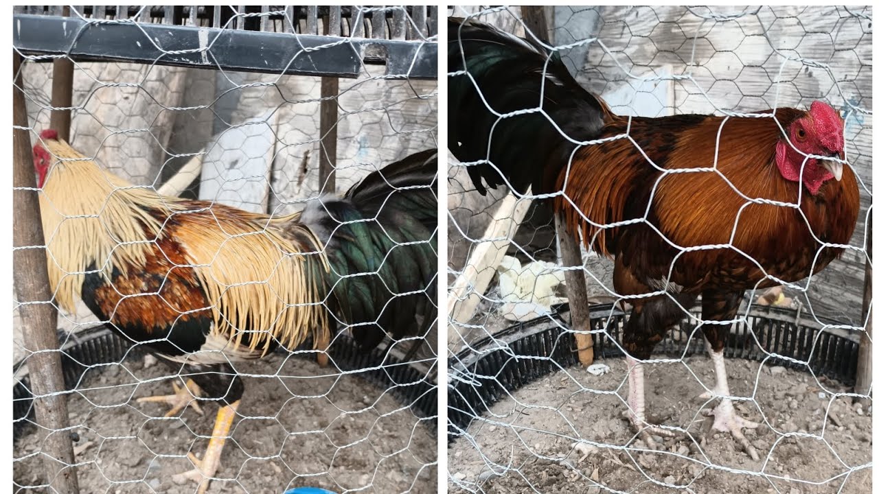 entrenamiento básico para tus gallo 🐓