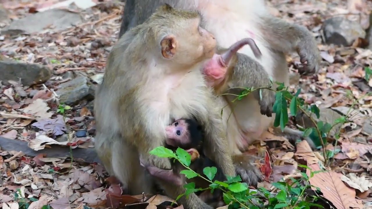 Big family of Brianna monkey, Brindy monkey give birth of baby. 04