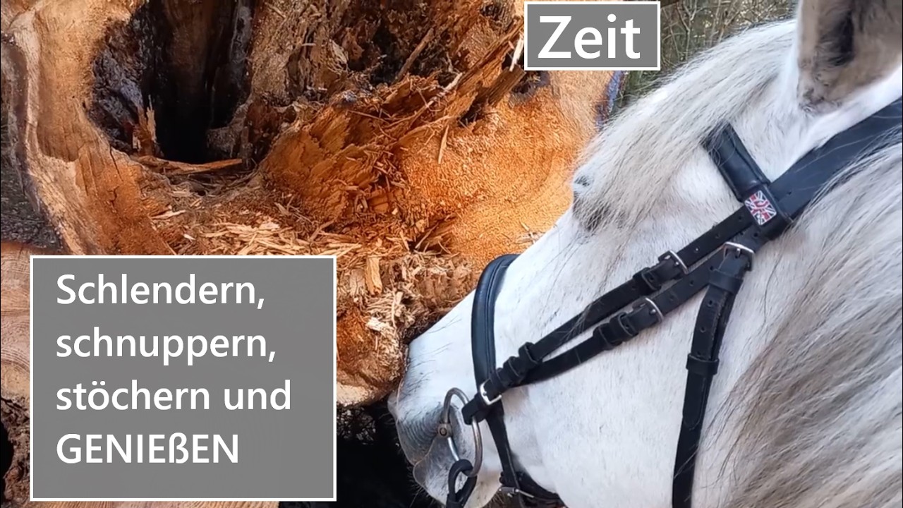 Pferde Steppenbewohner? 