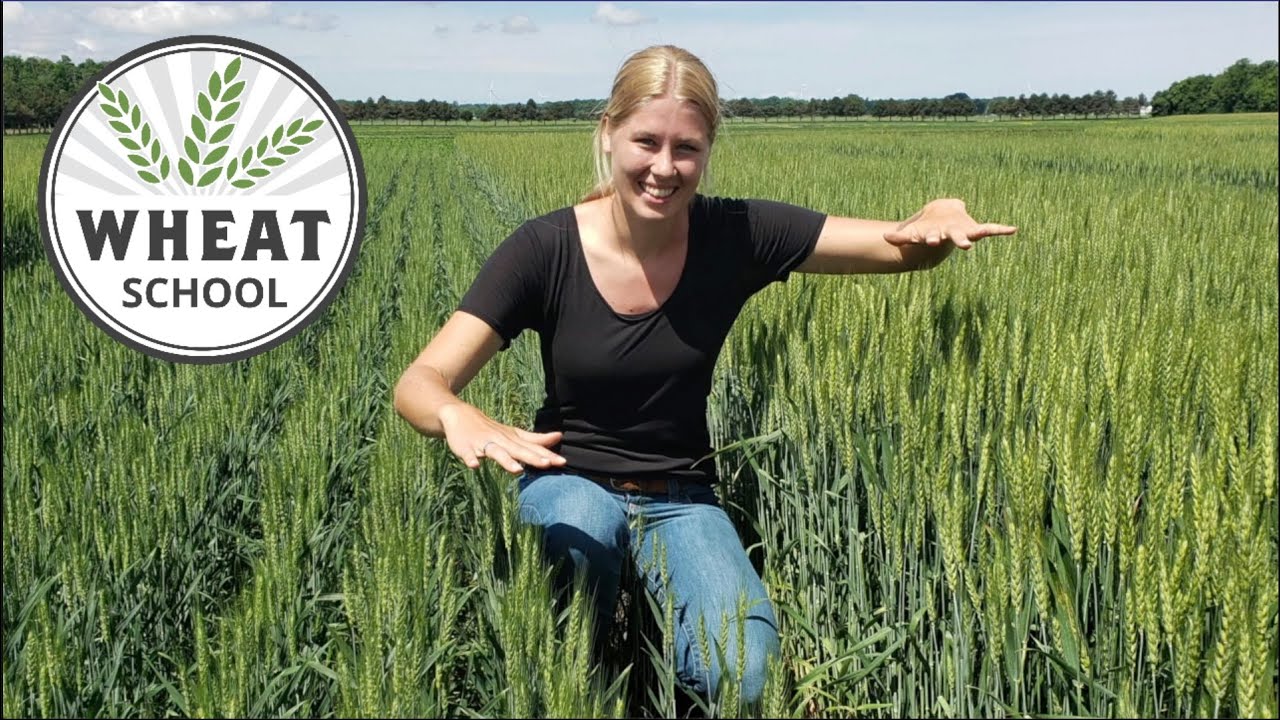 Wheat School: How planting date impacts winter wheat physiology and performance