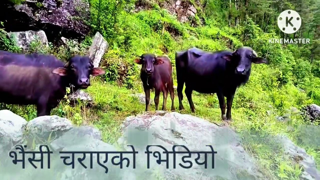 भैंसी चरनको भिडियो।२०८२/०२/२५