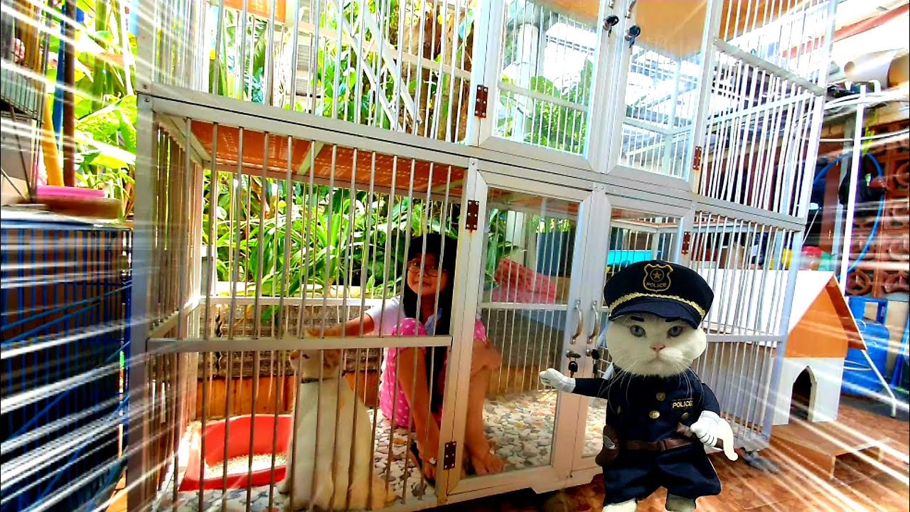 Rumah Kucing Lucu ❤ Haha..! 😂 Shafeea Hanum Malah Ikutan Tidur di Rumah Miss Cemplon Yang Baru 🤣