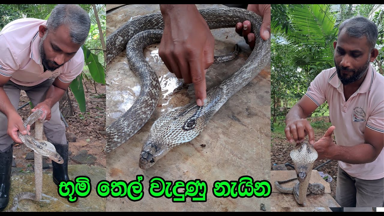 The cobra that got hit by kerosene