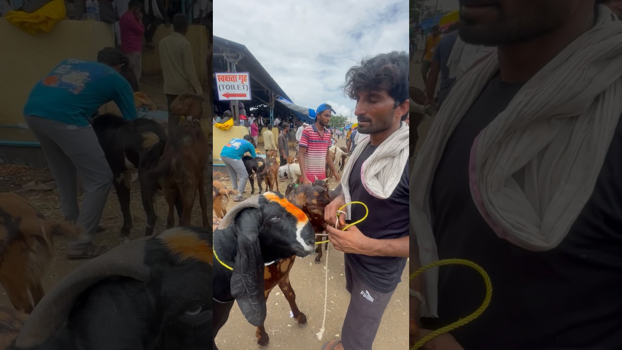 Мумбаи Деонар Бакра Манди #deonarbakra #deonar #deonarmandi #mumbaivlog #eid #eidmubarak