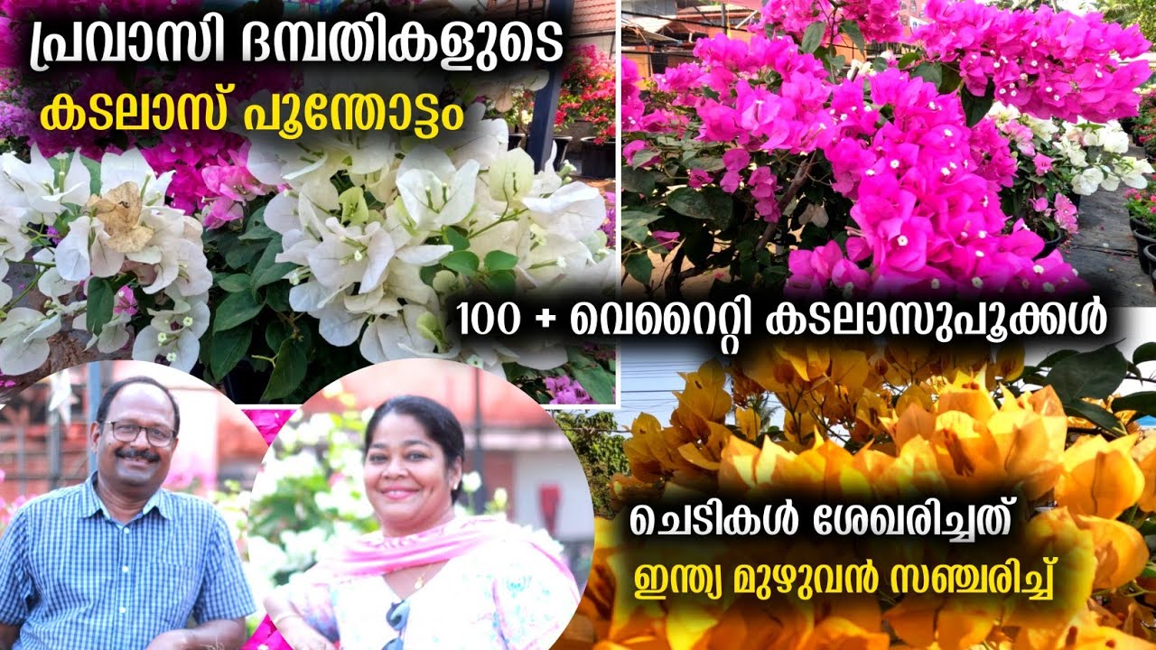 പൂക്കൾ നിറഞ്ഞ വീട് | ചെടികൾ ശേഖരിച്ചത് ഇന്ത്യ മുഴുവൻ സഞ്ചരിച്ച് | Rare Bougainvillae | Home Garden