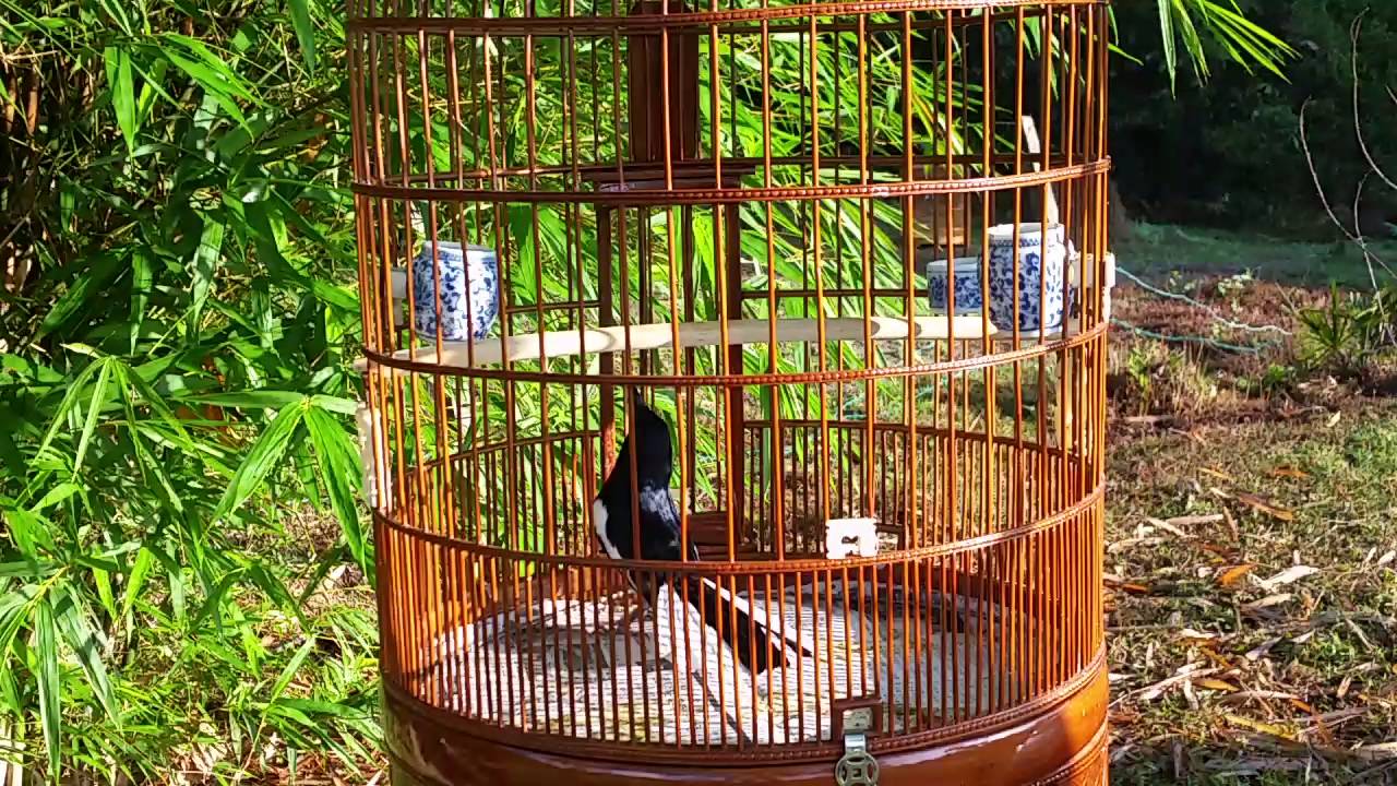 Magpie Robin Vietnam