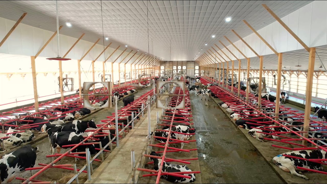 Dairy Automation Journey: Farming for a Healthier Future