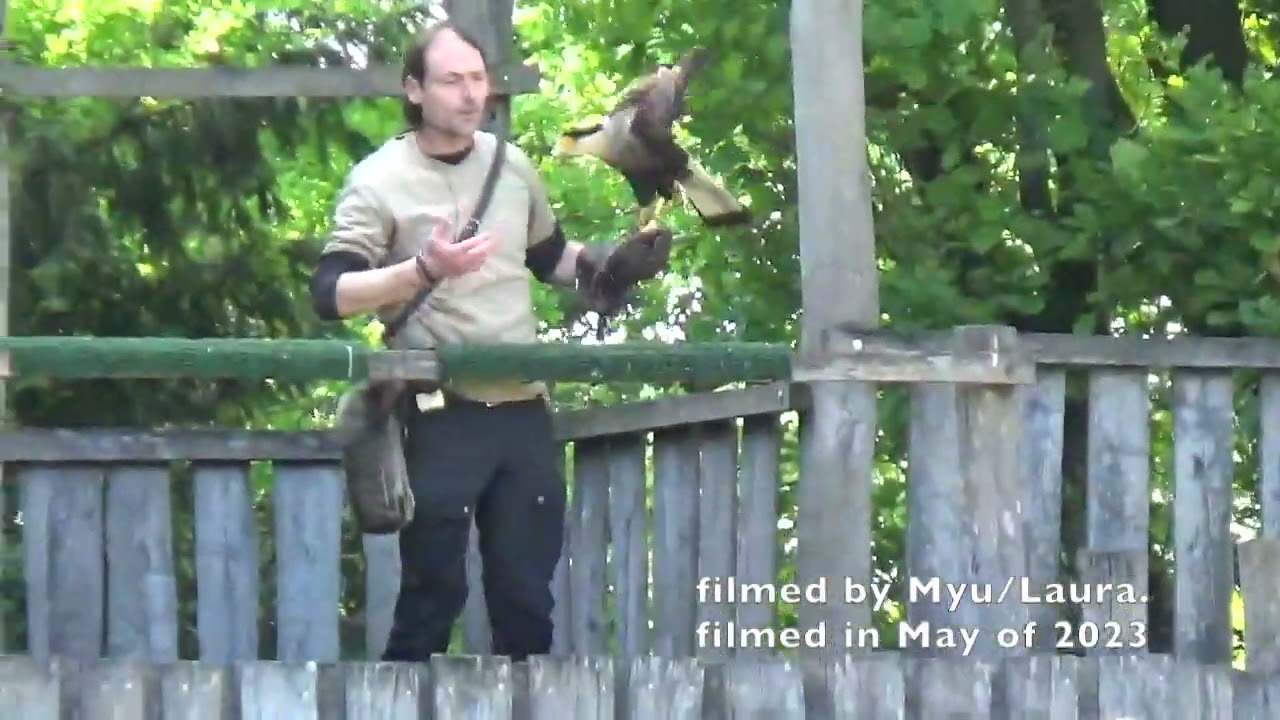 Birds of prey free flight demonstration at Zoo Planckendael in Mechelen