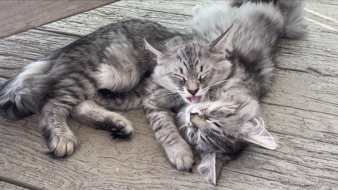 Silver Siberian kitten grooming his sleepy brother