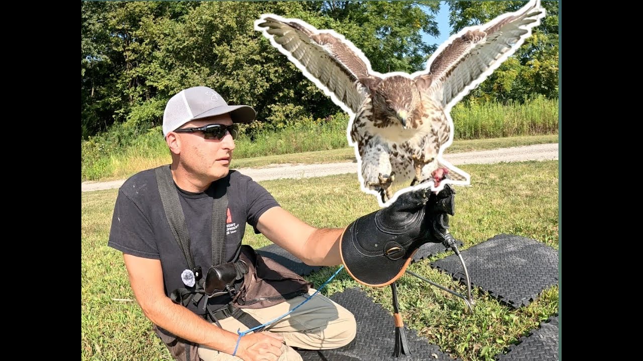 Taming And Training a WILD Red-Tailed Hawk (I'm Already Impressed With Her!)