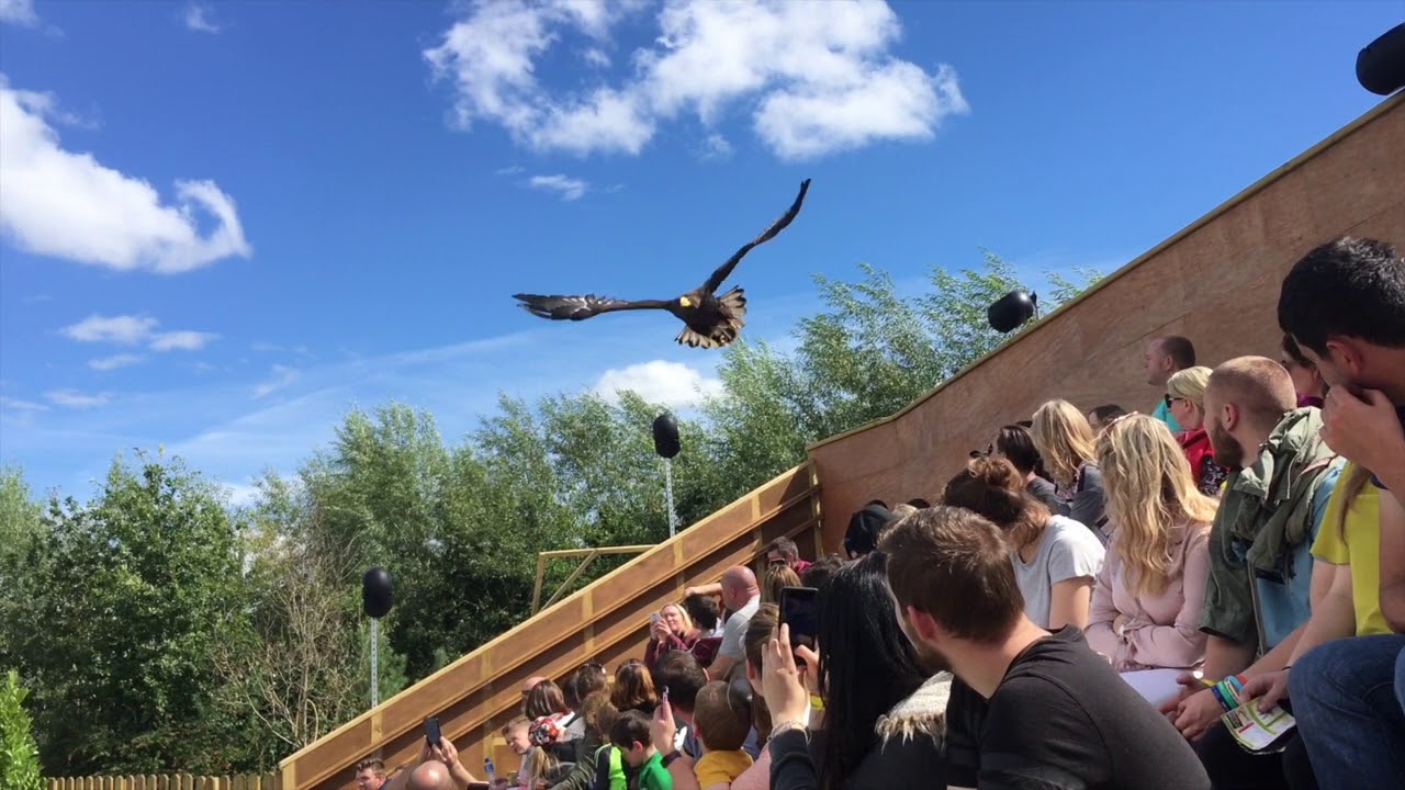 Slow motion Steller's sea eagle at Tayto Park