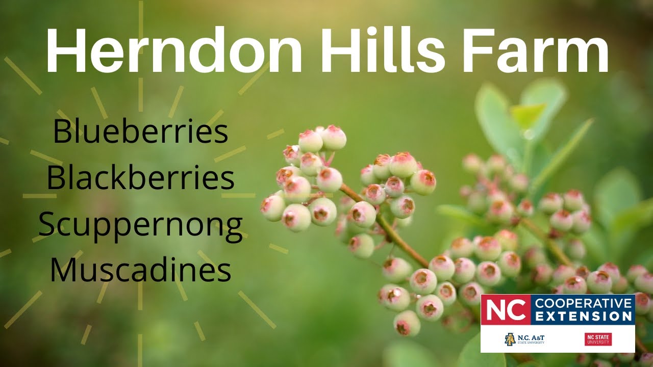 Farm Tour: Herndon Hills Farm in Durham, North Carolina
