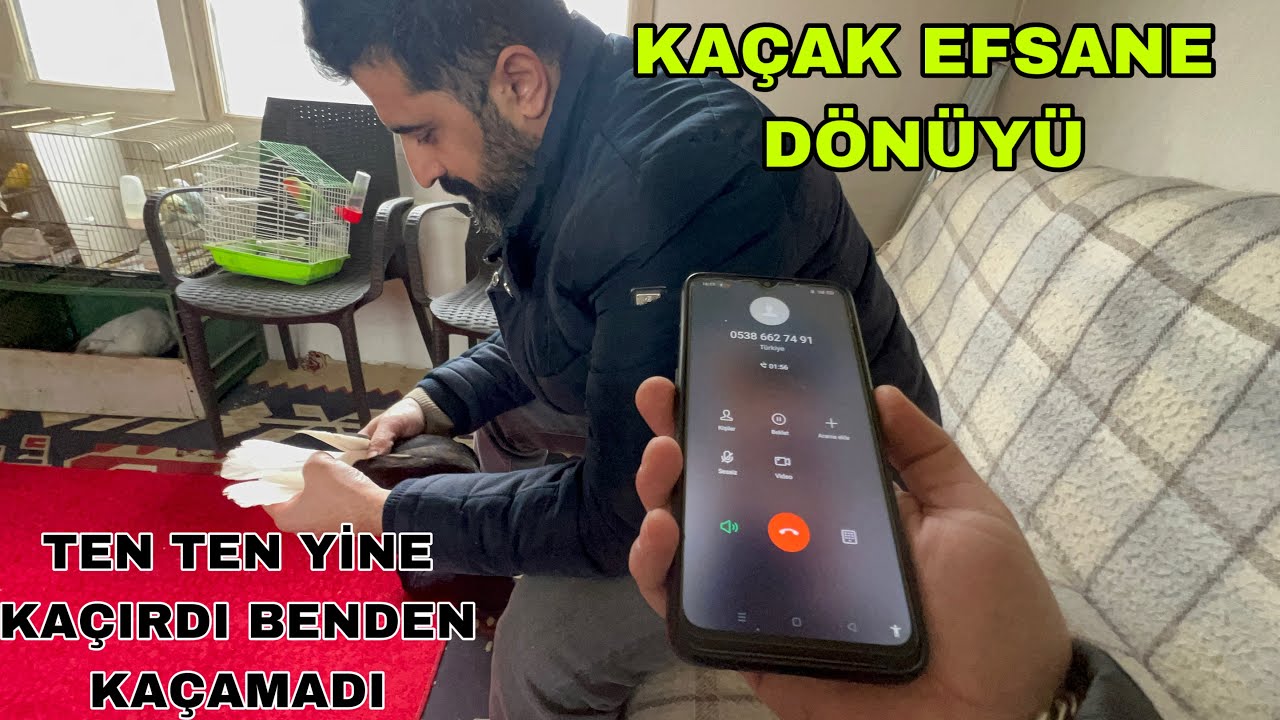 KAÇAK YAKALADIM SAHİBİNİ ARADIM İADE İÇİN 3 AYDIR KUŞ BAKMIYORUM DEDİ SİZCE BU KUŞU NE YAPAYIM