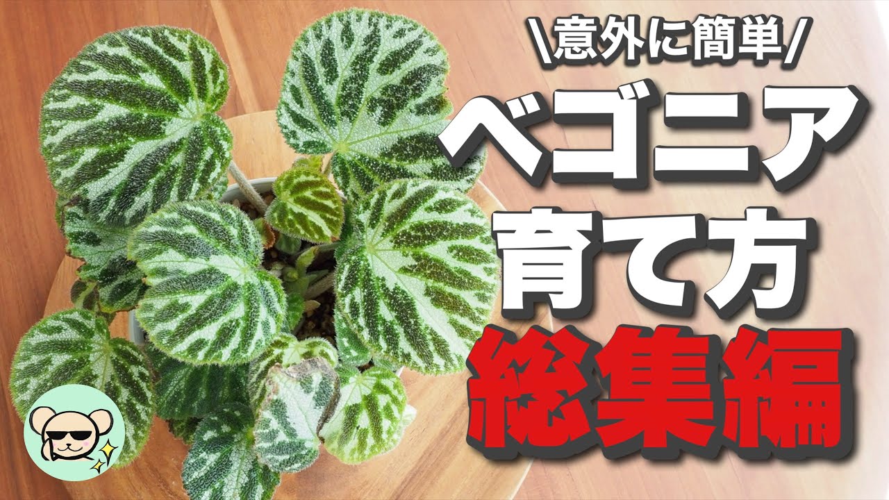 【魅惑のキモカワ植物】ベゴニアの育て方・総集編【土・肥料・水やり】
