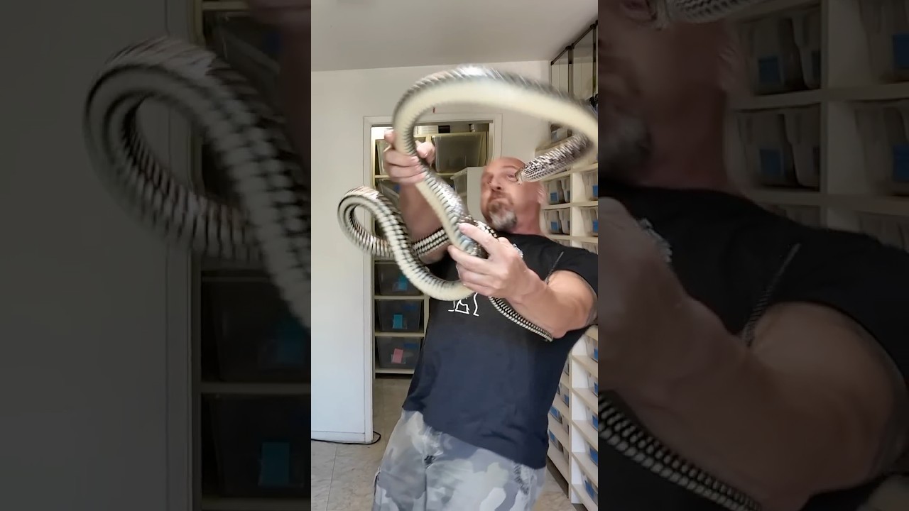 This Snake Terrified Millions&hellip; And It&rsquo;s NOT Venomous #shorts  #snake
