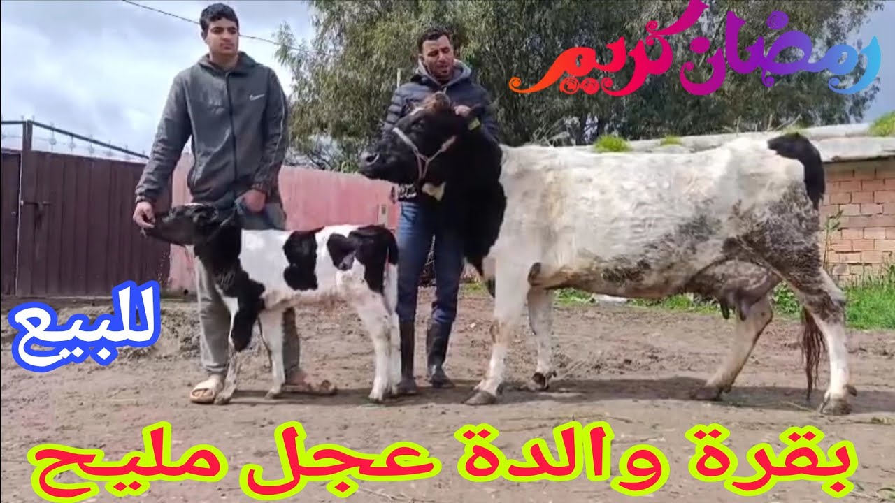 تباااارك الله 💫بقرة والدة عجل مليح🌟 إتصل 06.67.49.08.31📞 ألو سي قاسم نواحي الغرب🇲🇦 