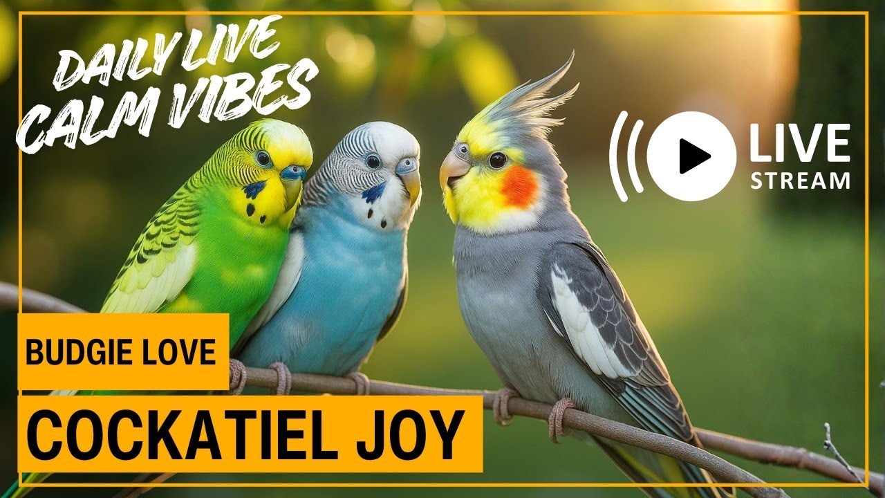 Parrot World is live