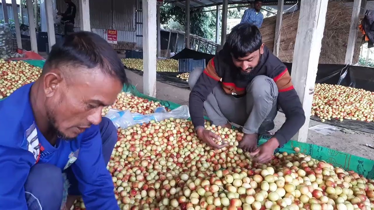 সুন্দর একটা বড়ই এর আরত নাটোর জেলা নাজির পুর। 