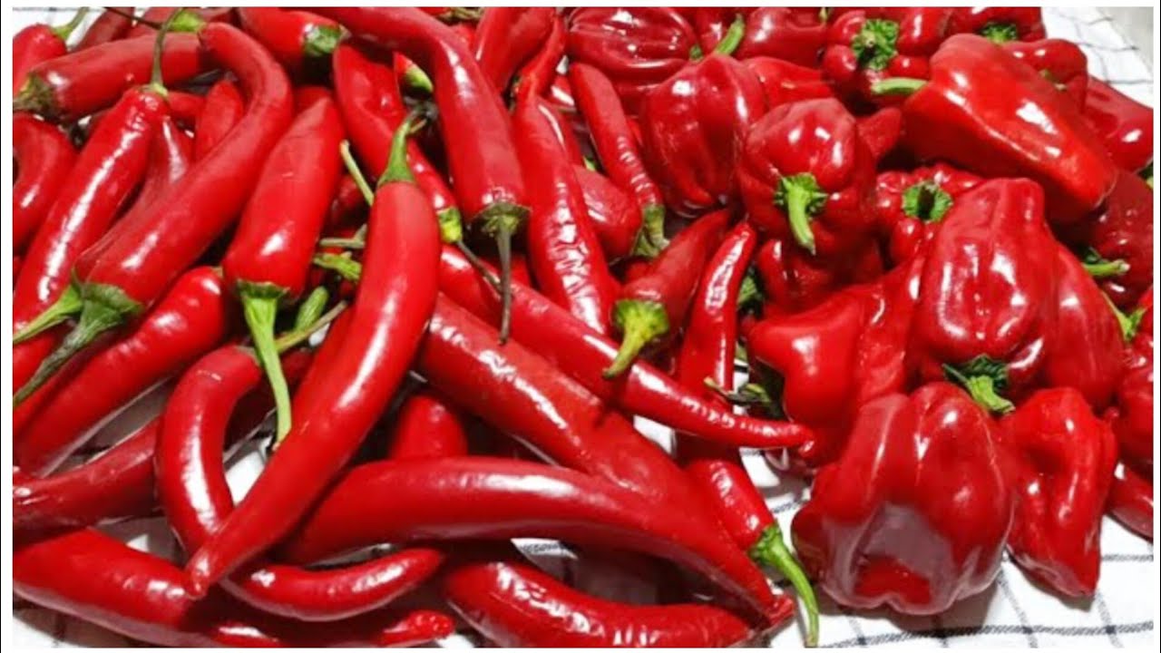 لازم أخزنه كل سنه🌶️هريسة الفلفل الاحمر الحار 🌶️والاحمر البارد بطريقة جباره