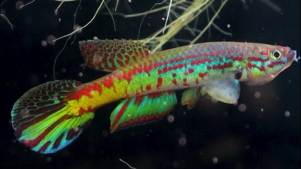 卵生メダカ aphyosemion mitemelense Torrente GEGVPO 2018/13  アフィオセミオン killifish 熱帯魚 4K アクアリウム